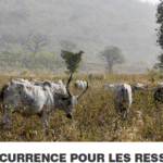 Concurrence pour les ressources naturelles à la frontière béninoise (Matéri) et togolaise (Kpendjal) : quand l'extrémisme violent se nourrit des tensions entre agriculteurs et éleveurs