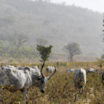 Competition for Natural Resources in the Border Regions of Benin (Matéri) and Togo (Kpendjal): When Violent Extremism Feeds on Tensions Between Farmers and Herders